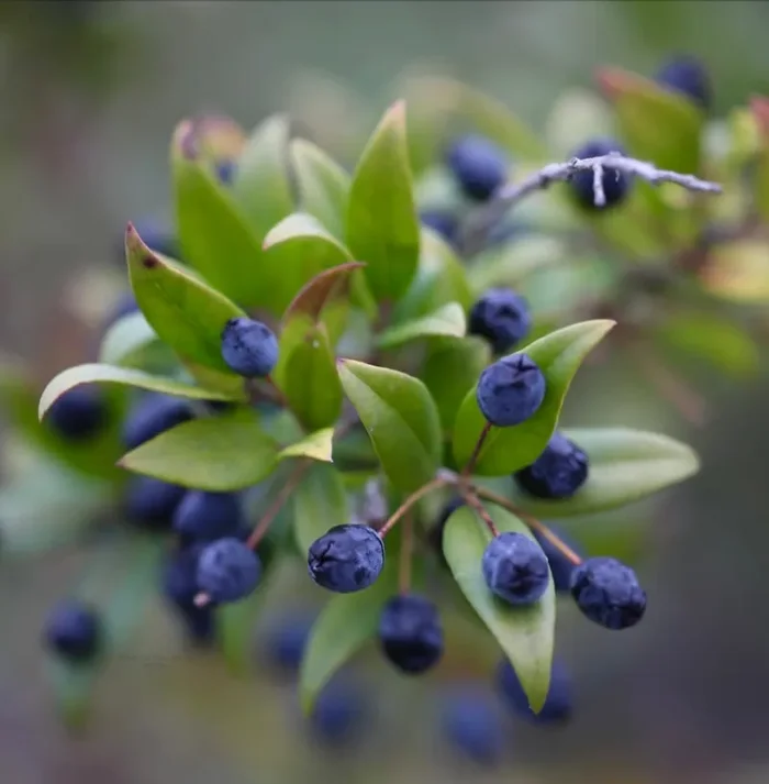 Myrtus communis Vendita calda online