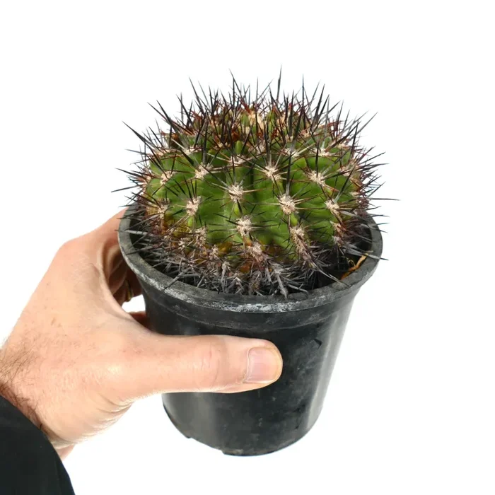 Neochilenia castanea - immagine 3