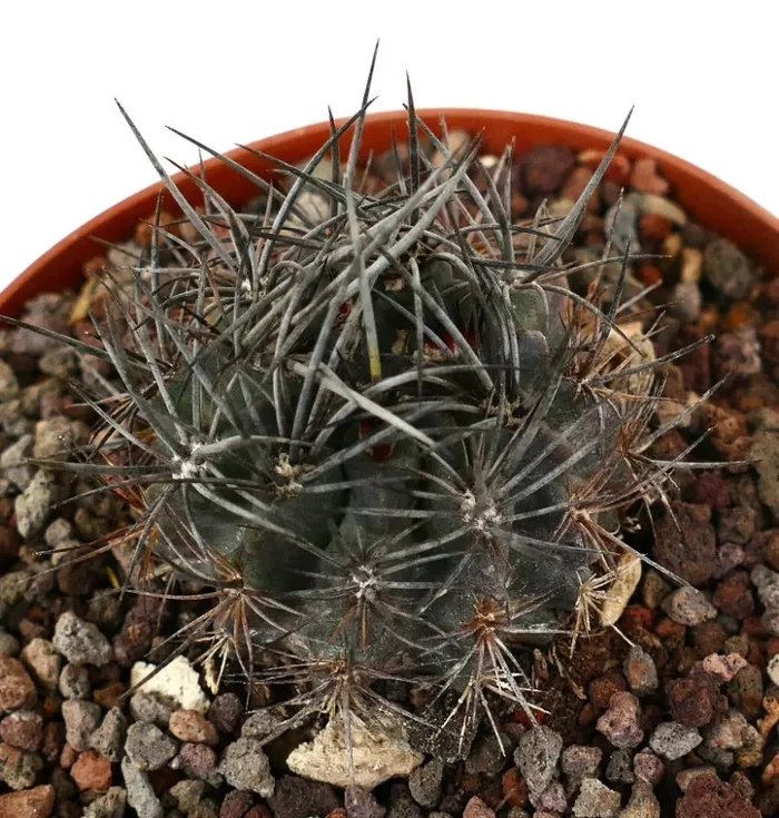Neoporteria confinis (GREY BODY & THICK)