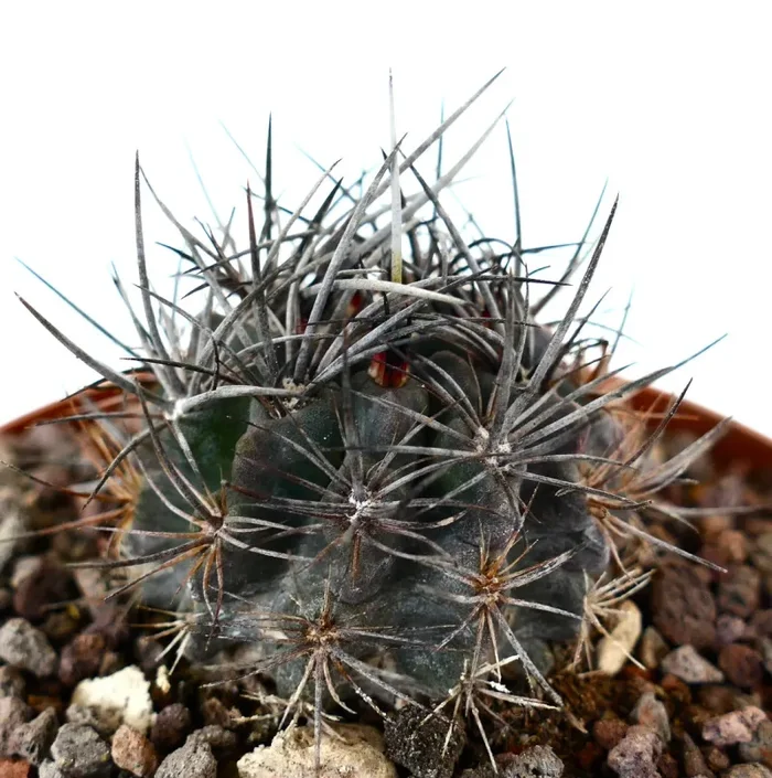 Neoporteria confinis (GREY BODY & THICK) - immagine 3