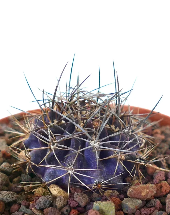 Neoporteria crispa (PURPLE)