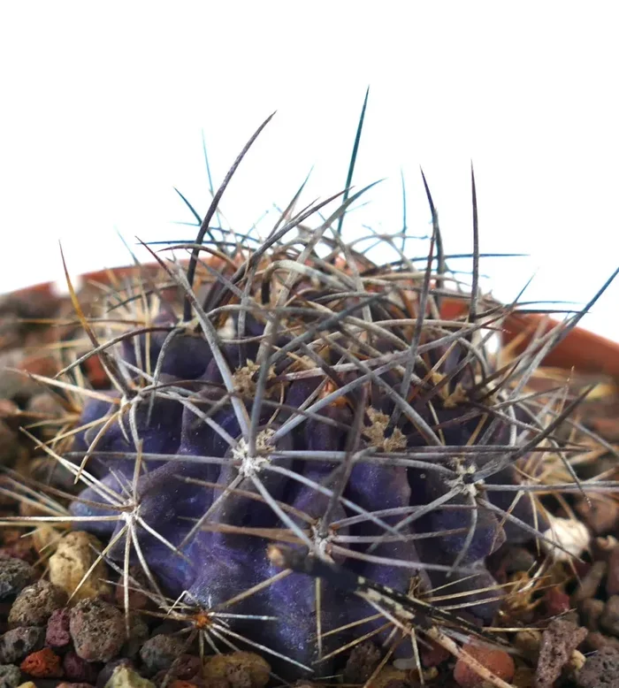 Neoporteria crispa (PURPLE) - immagine 2