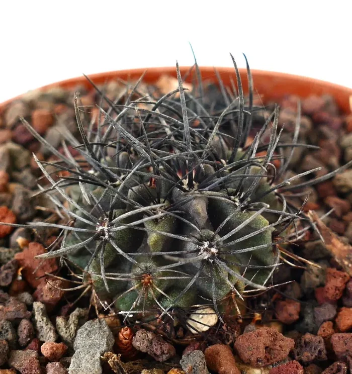 Neoporteria crispa (SELECTED)