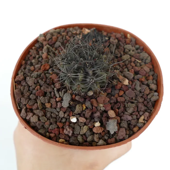 Neoporteria crispa (SELECTED) - immagine 3