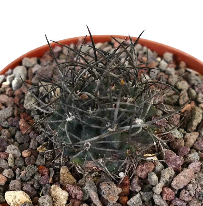 Neoporteria crispa STRONG SPINES