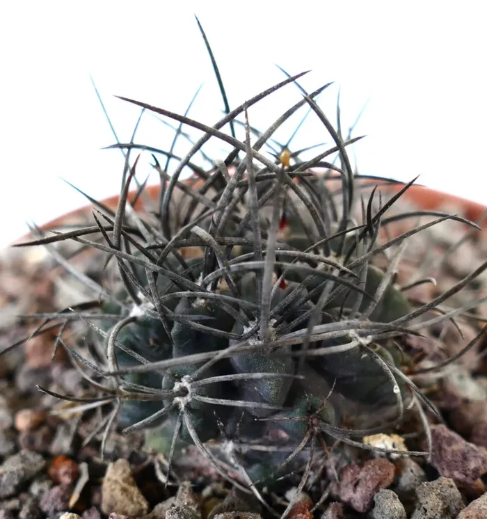 Neoporteria crispa STRONG SPINES - immagine 2