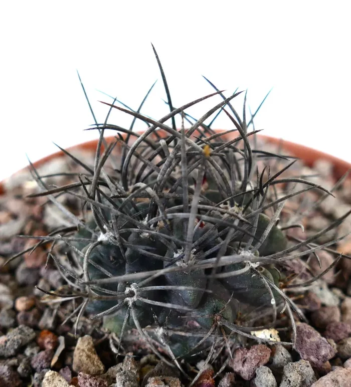 Neoporteria crispa STRONG SPINES - immagine 3