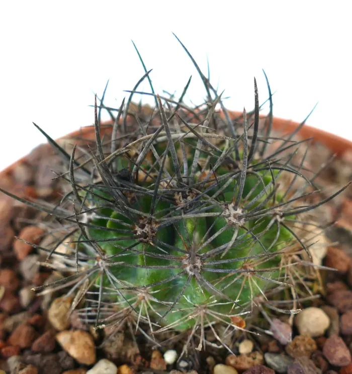 Neoporteria huascensis GREEN BODY