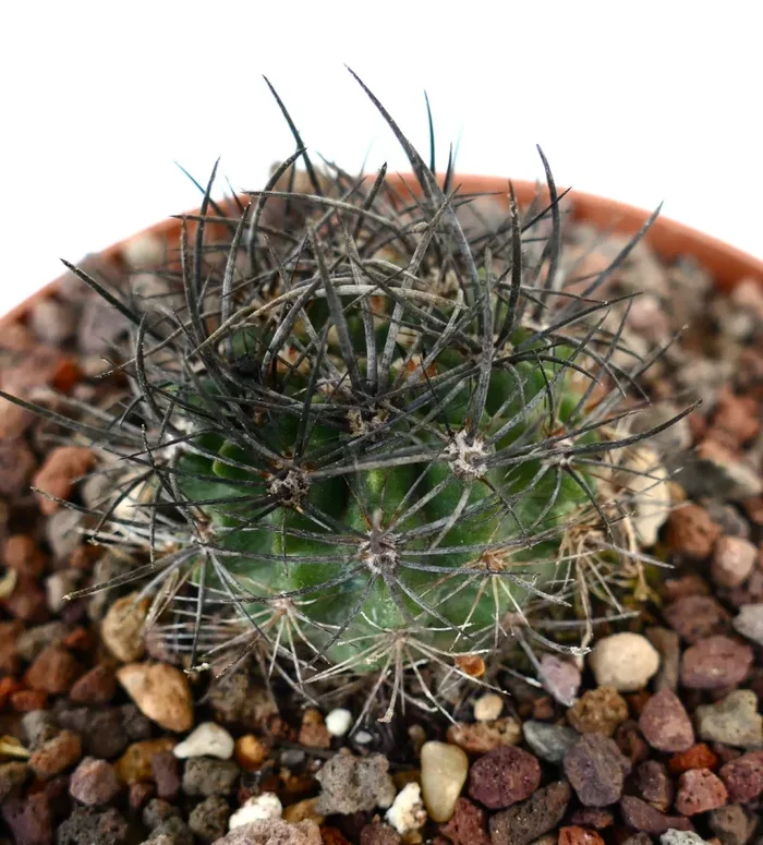 Neoporteria huascensis GREEN BODY - immagine 2