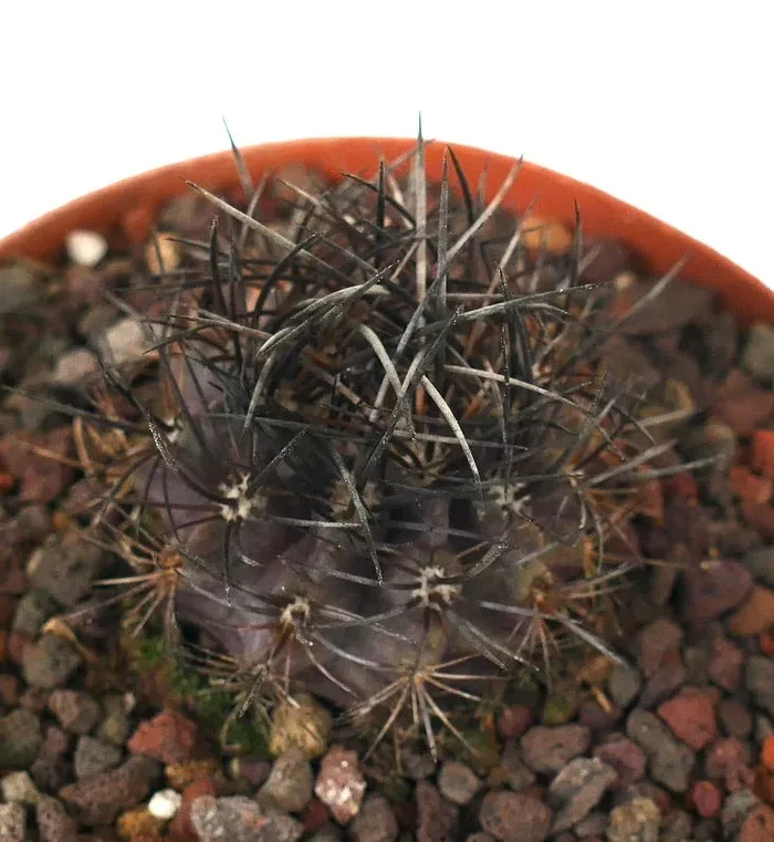 Neoporteria huascensis (near Huasco, CHILE)