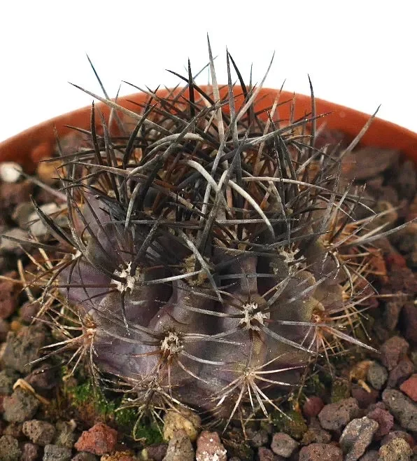 Neoporteria huascensis (near Huasco, CHILE) - immagine 3