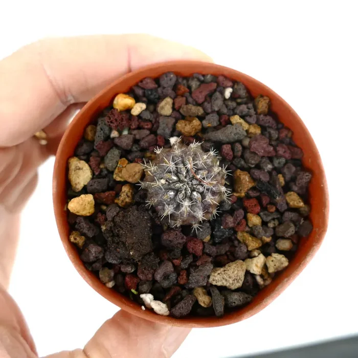 Neoporteria occulta (small seedling)