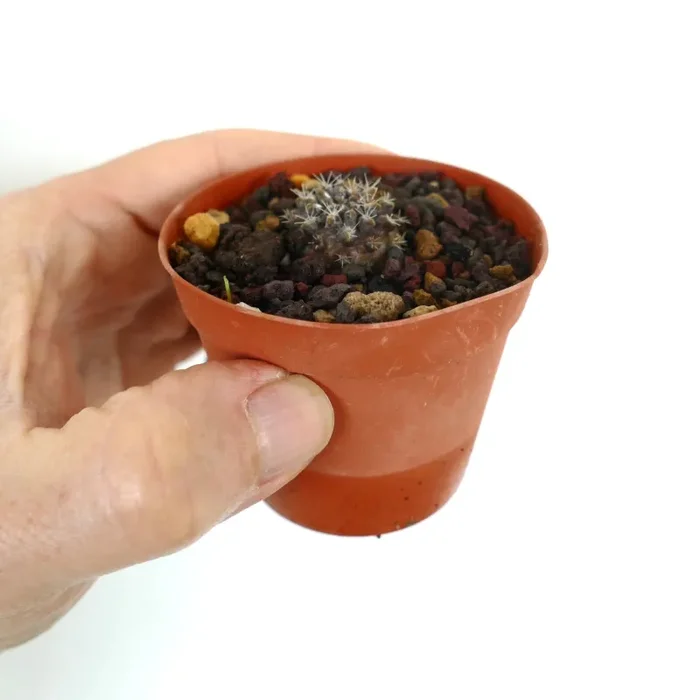 Neoporteria occulta (small seedling) - immagine 2