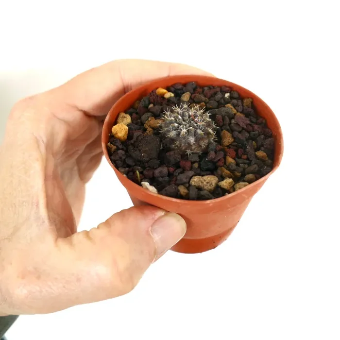 Neoporteria occulta (small seedling) - immagine 3