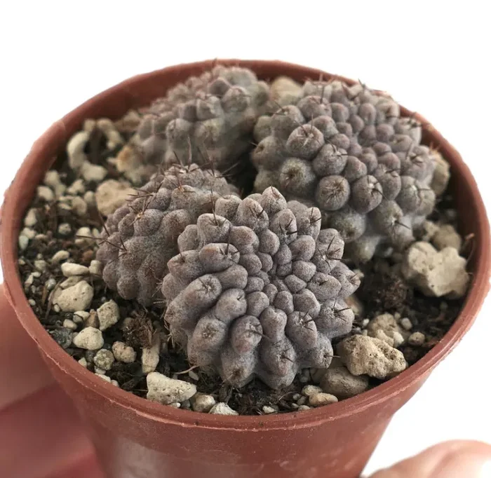 Neoporteria occulta (syn. Eriosyce occulta) Antofagasta, CHILE K37 - immagine 2