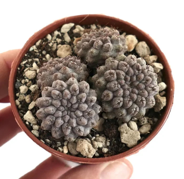 Neoporteria occulta (syn. Eriosyce occulta) Antofagasta, CHILE K37 - immagine 3