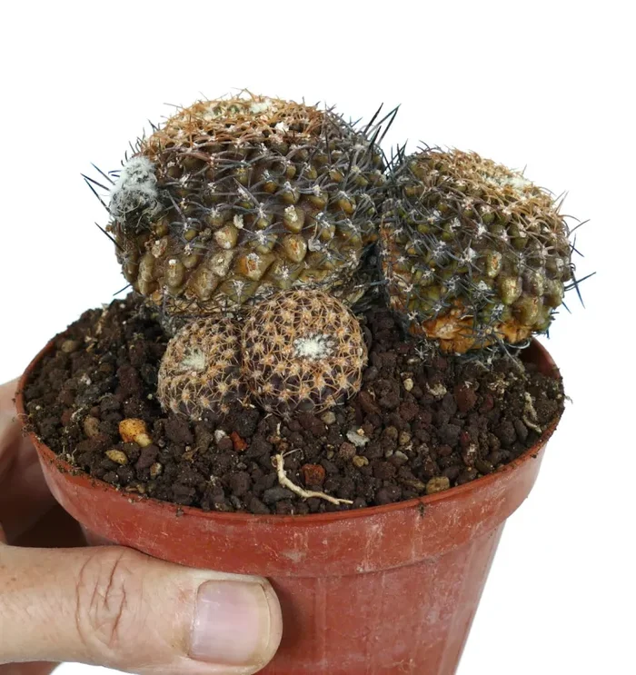 Neoporteria odieri OLD CLUSTER 56PPR