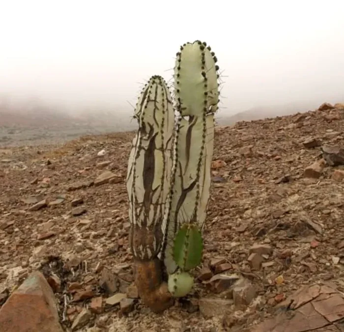 Neoraimondia roseiflora SEMI Vendita calda