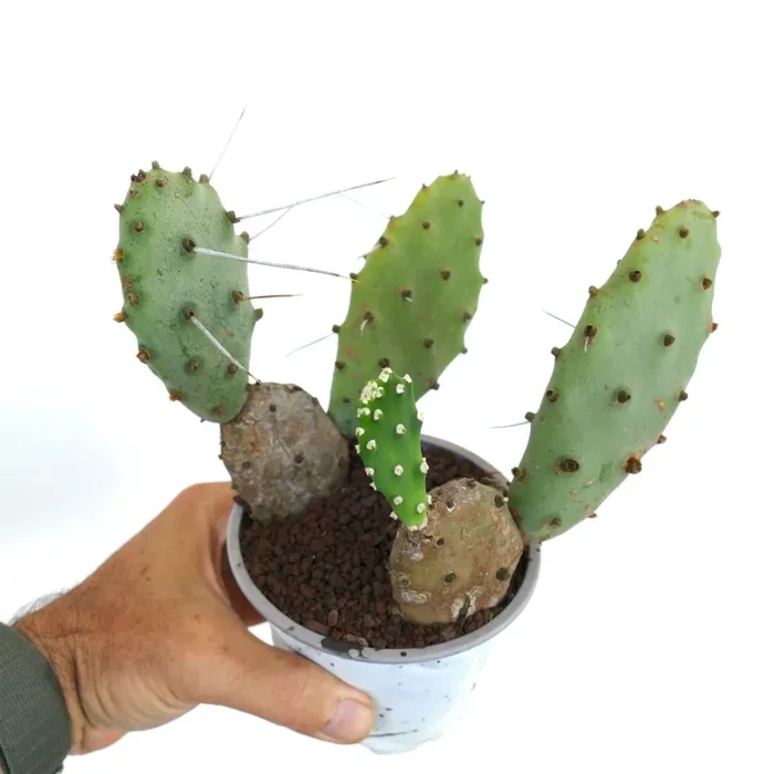 Opuntia affinis polyacantha (form Keams Canyon, Arizona, USA)