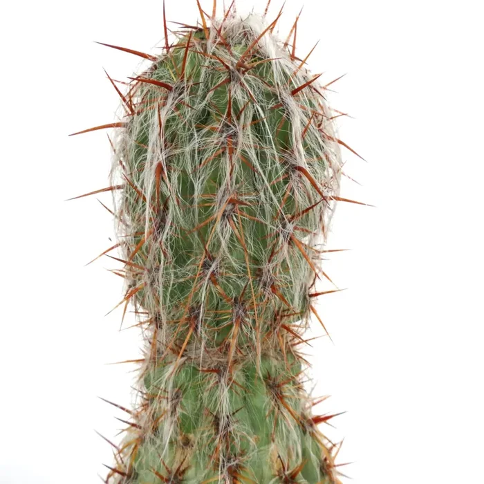 Oreocereus celsianus EXTRA OLD GTT07 - immagine 3