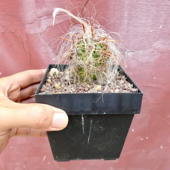 Oreocereus celsianus STRONG SPINES - immagine 2