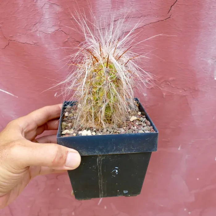 Oreocereus celsianus var. boliviensis - immagine 2