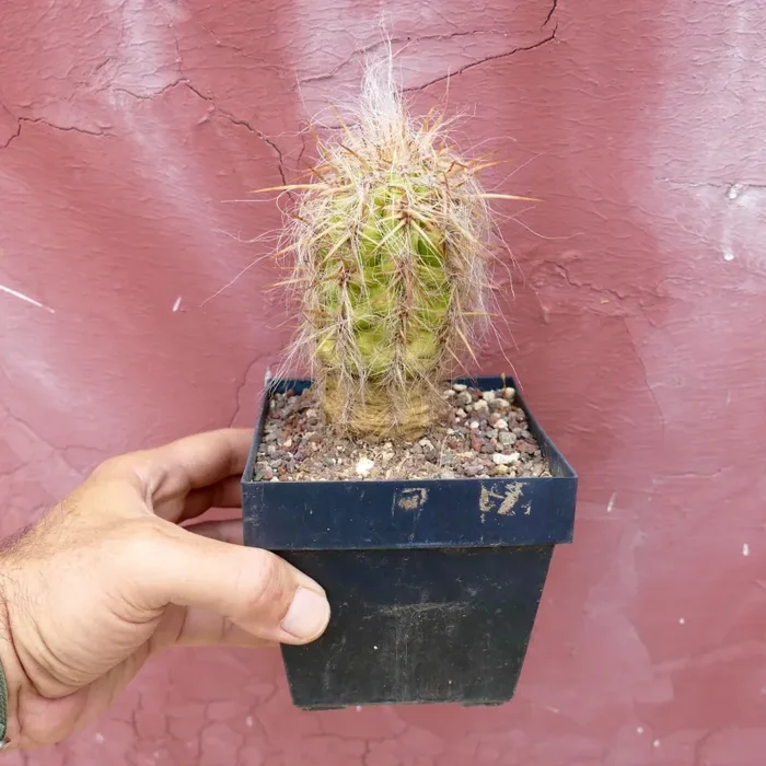 Oreocereus celsianus var. celsianus - immagine 2