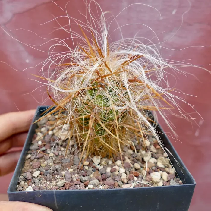 Oreocereus celsianus var. celsianus - immagine 2