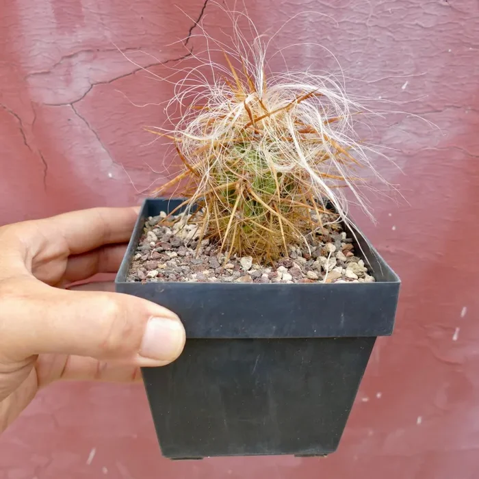 Oreocereus celsianus var. celsianus - immagine 3