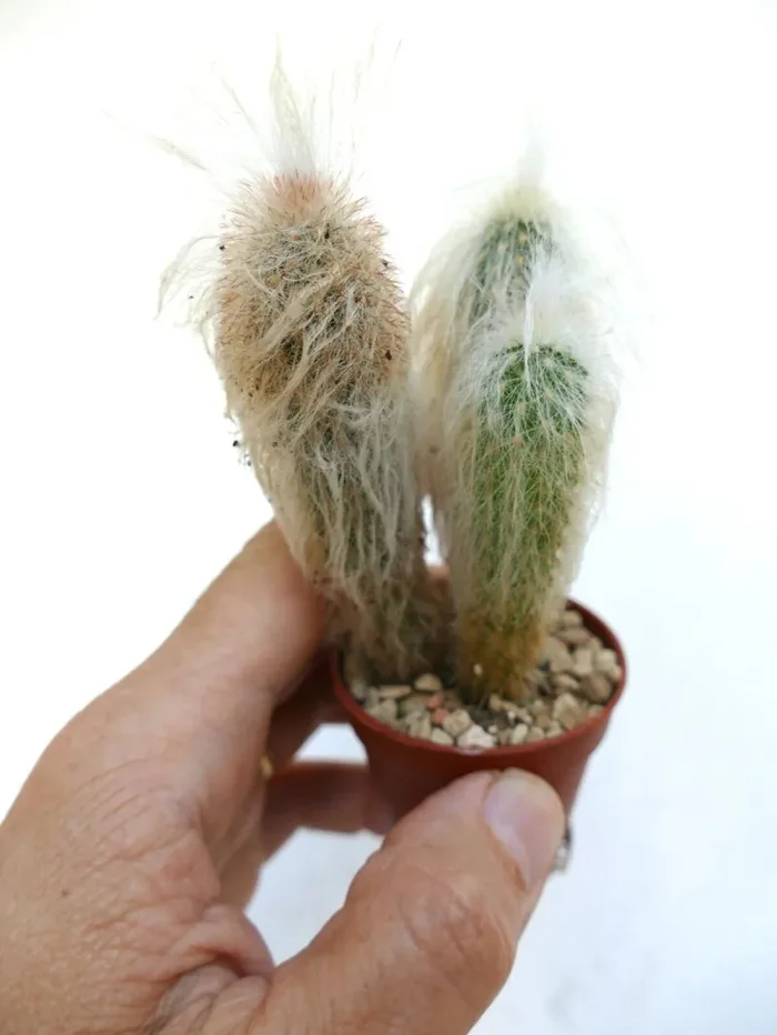 Oreocereus lanatus (3 PLANTS ) AZ - immagine 2