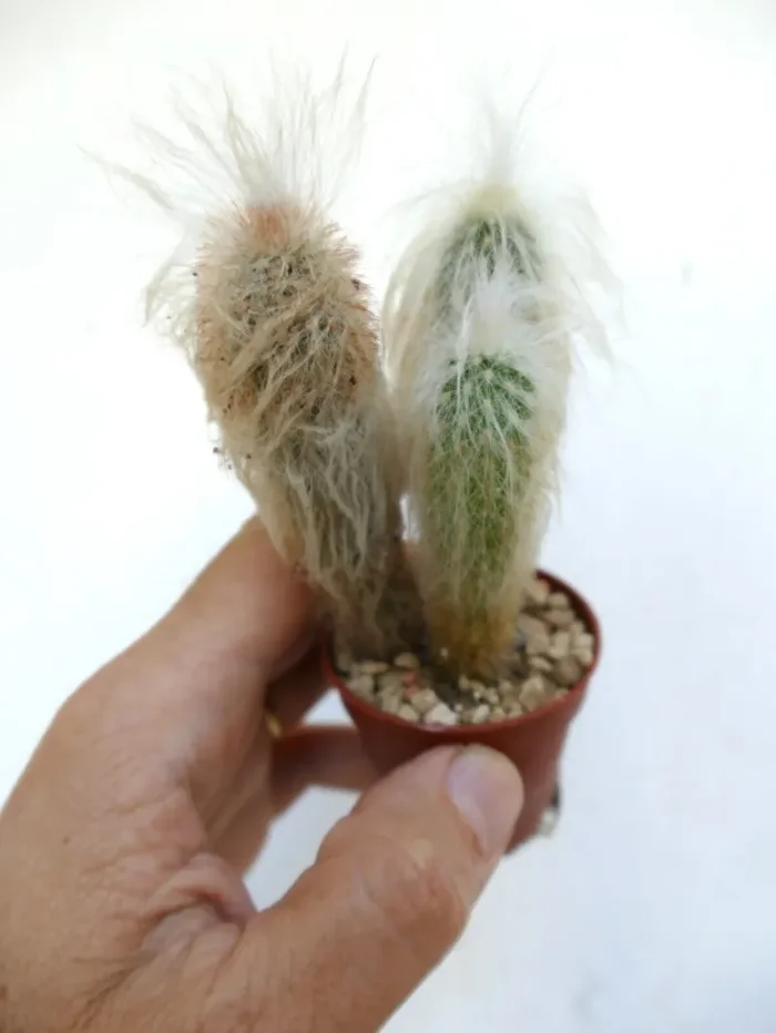 Oreocereus lanatus (3 PLANTS ) AZ - immagine 3