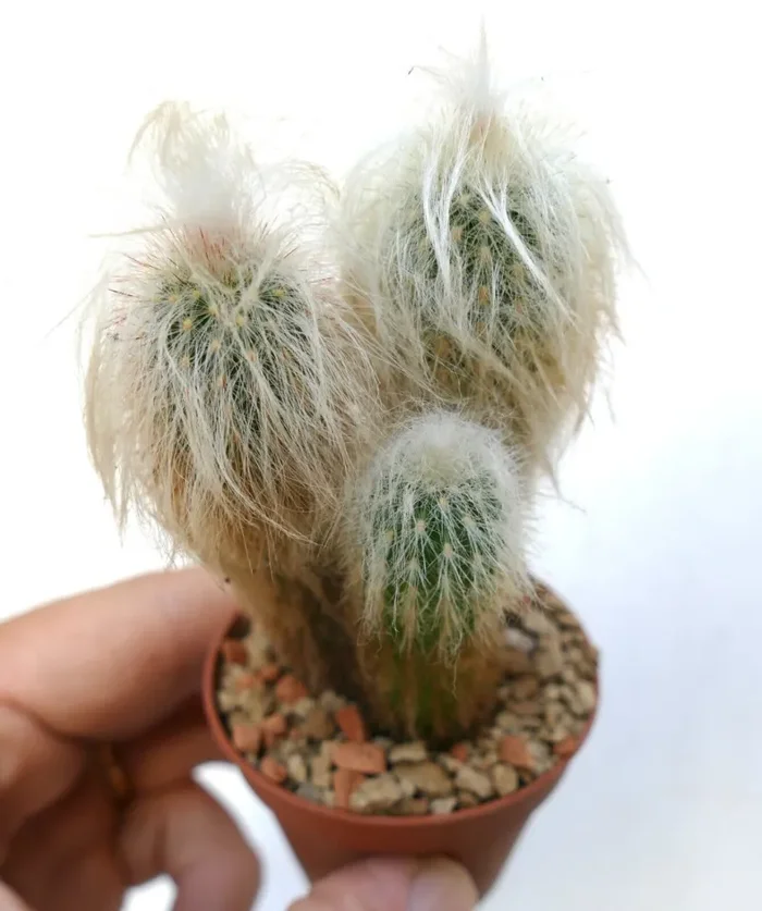 Oreocereus lanatus (3 PLANTS ) OT93 - immagine 2