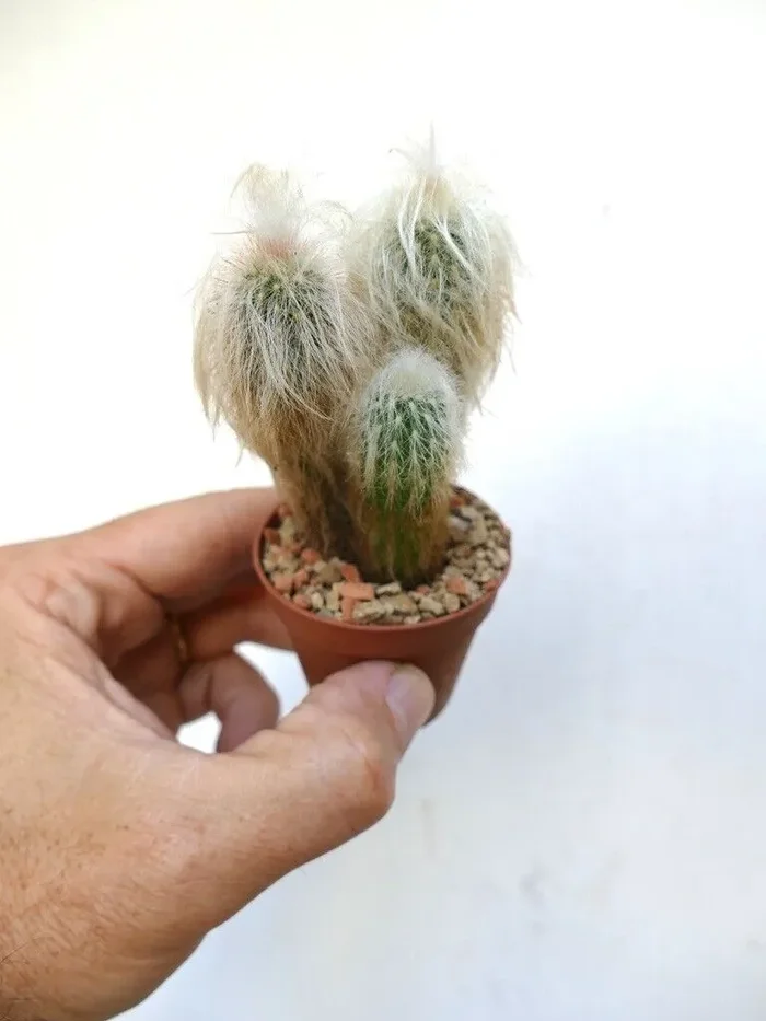 Oreocereus lanatus (3 PLANTS ) OT93 - immagine 3