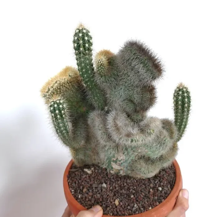 Pachycereus pringlei CRESTED & NORMAL shape N23 - immagine 2