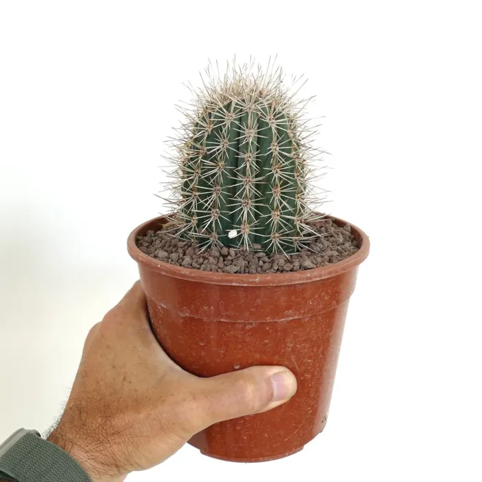 Pachycereus pringlei LMLN