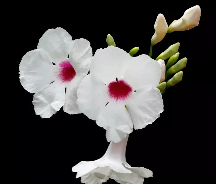 Pandorea jasminoides FIORI BIANCHI SEMI