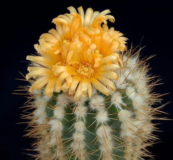 Parodia ayopayana SEMI