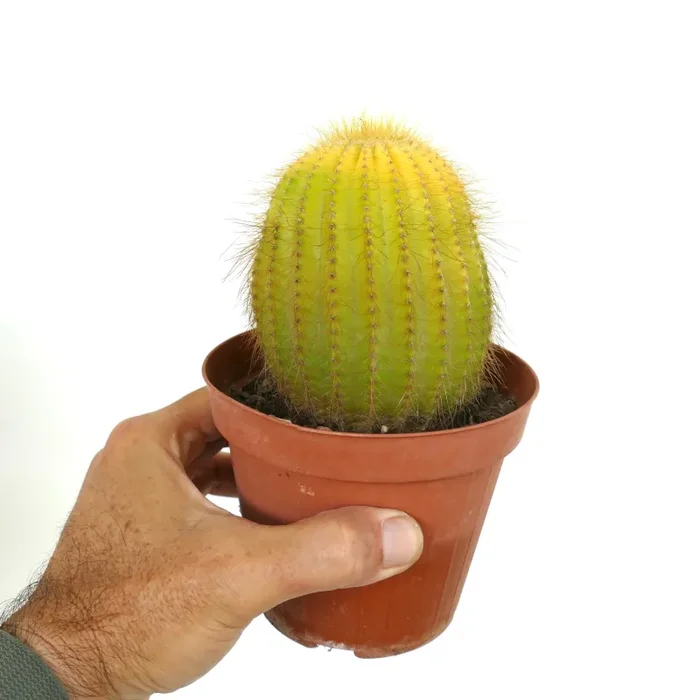 Parodia magnifica SUPER VAREIGATED - immagine 2