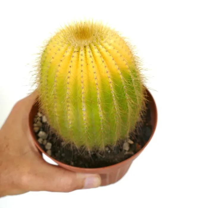 Parodia magnifica SUPER VAREIGATED - immagine 3