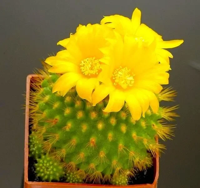 Parodia saint-pieana SEMI