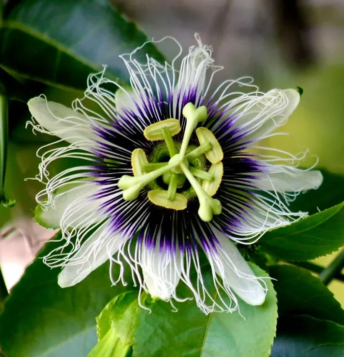 Passiflora edulis MARACUJA Vendita calda