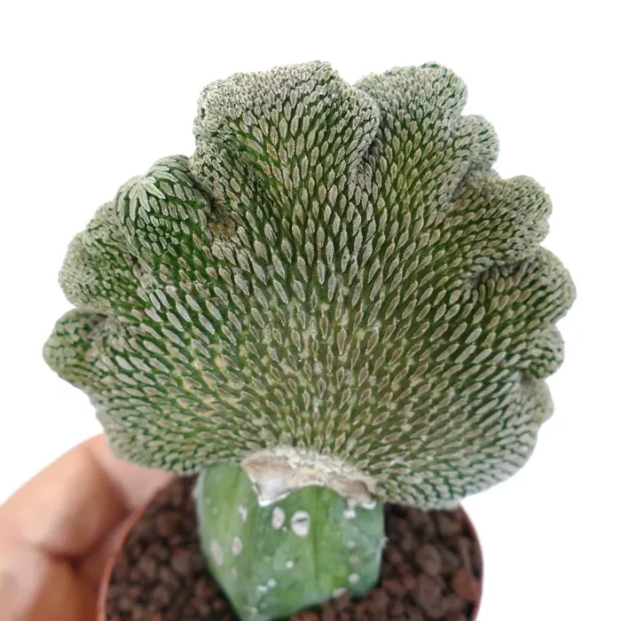 Pelecyphora aselliformis CRESTED - immagine 2