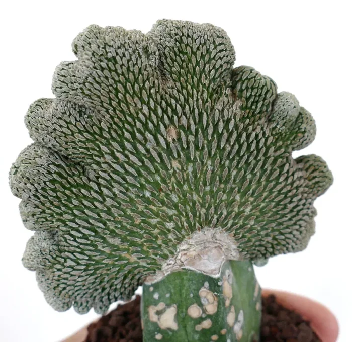 Pelecyphora aselliformis CRESTED - immagine 3
