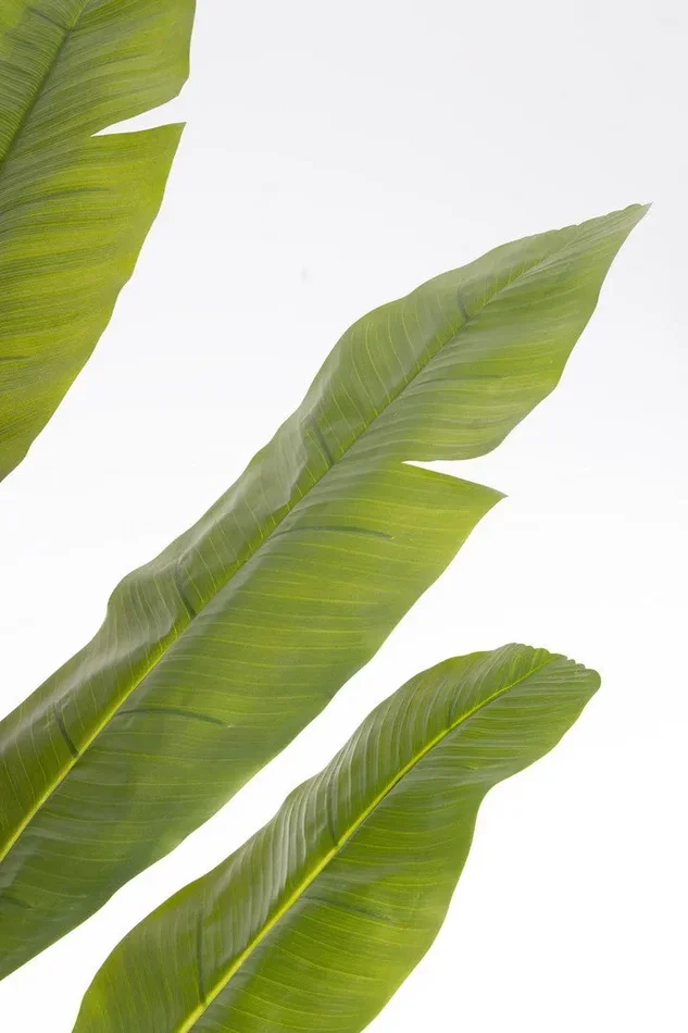 PIANTA BANANO - immagine 2