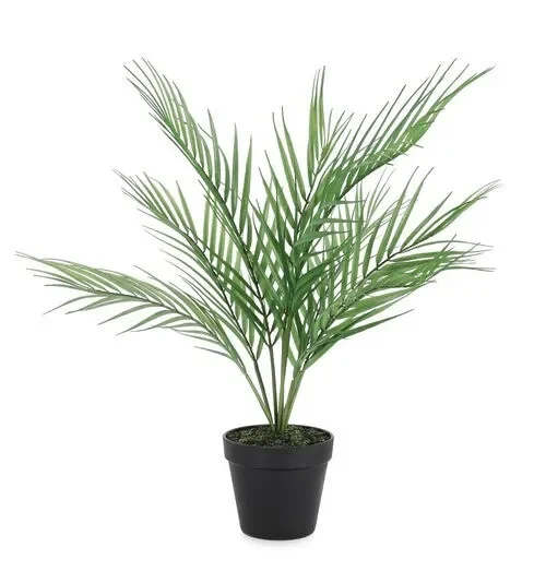 PIANTA PALMA IN VASO