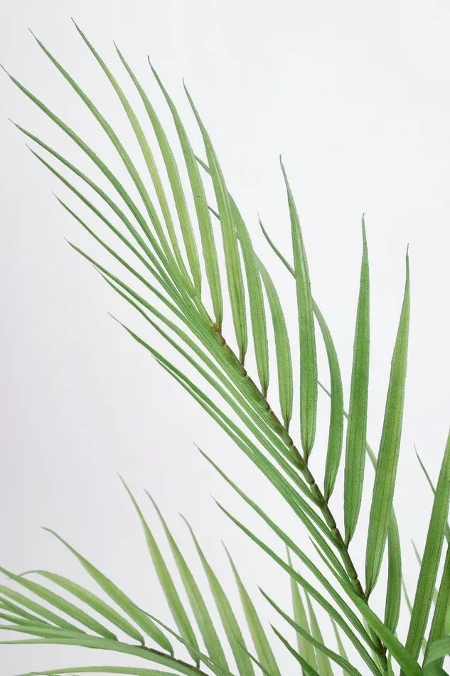 PIANTA PALMA IN VASO - immagine 2