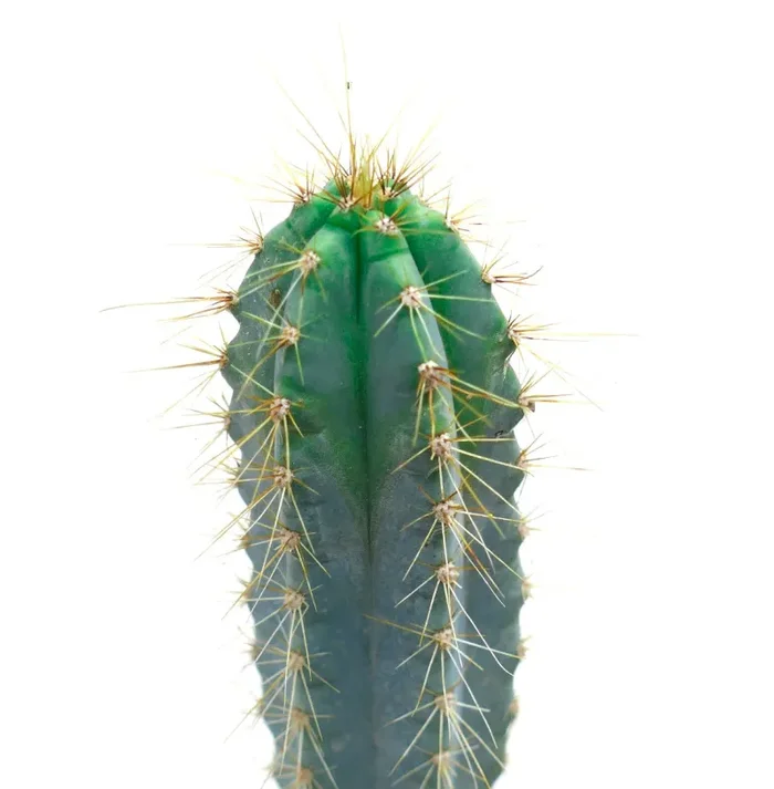 Pilosocereus azzureus 6R7