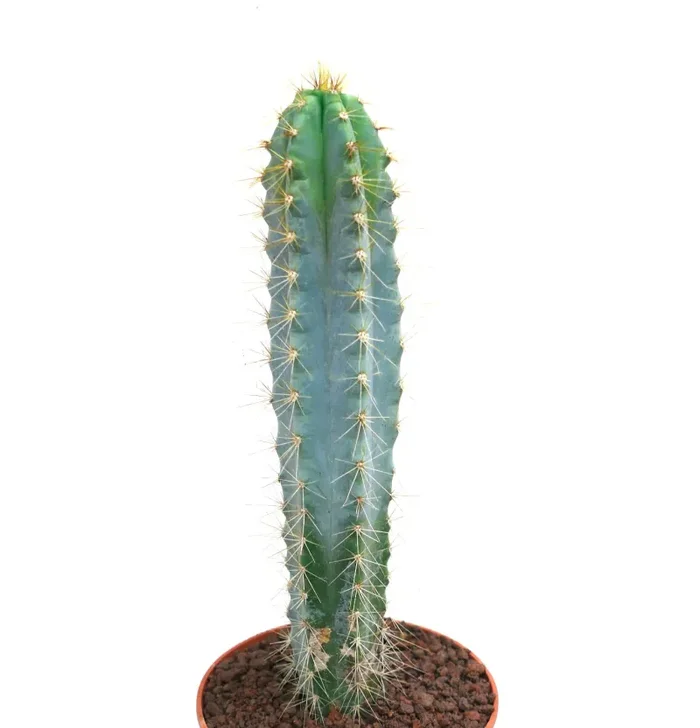 Pilosocereus azzureus 6R7 - immagine 2