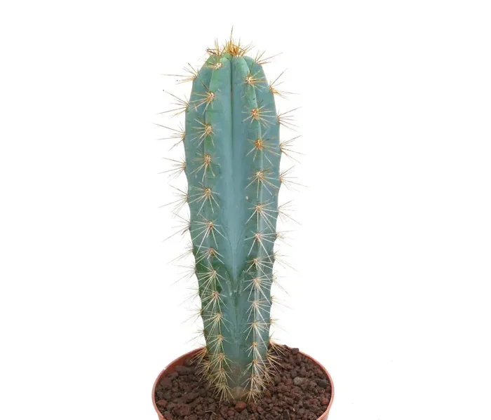 Pilosocereus azzureus VERY BLUE AQ7
