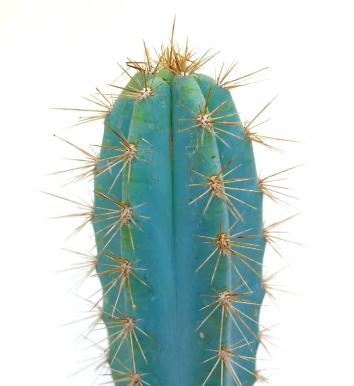 Pilosocereus azzureus VERY BLUE AQ7 - immagine 2